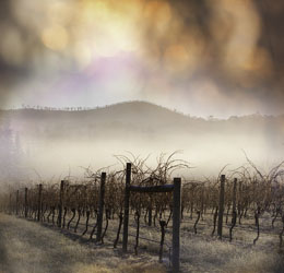 vineyard in winter image