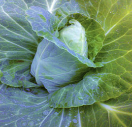 garden cabage image