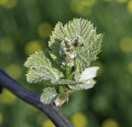 Winery Business image