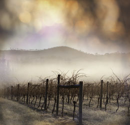 vineyard image