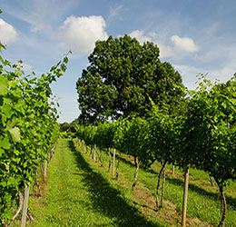 Vines in the vineyard